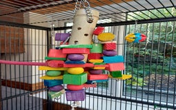 Macaws birds for sale: Blue & Gold Macaw For Sale - Image 37