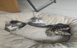 Maine Coon cats for sale: Adorable kittens mixed Maine Coon  - Image 7