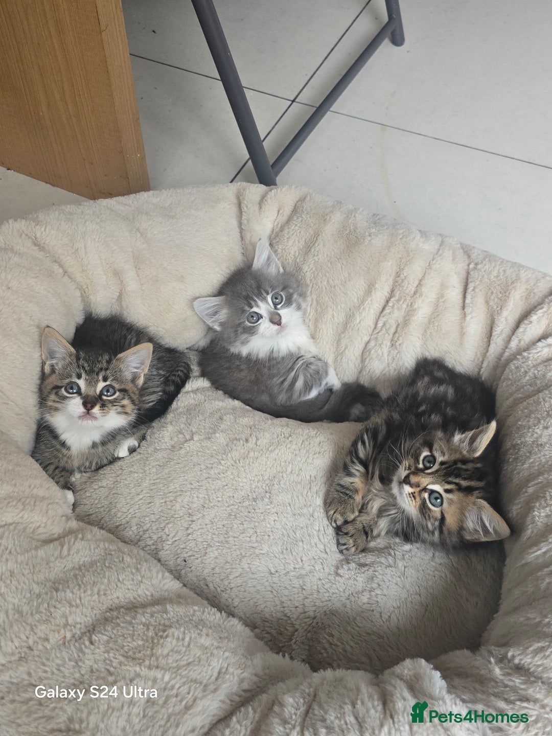 Maine Coon cats for sale: Adorable kittens mixed Maine Coon  - Image 7