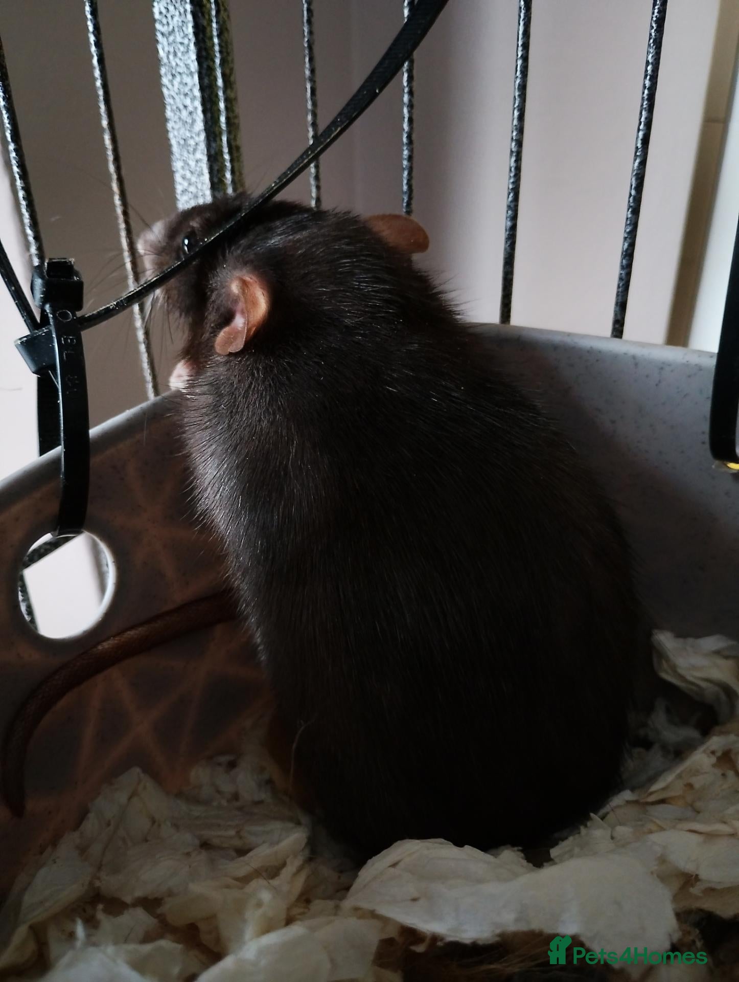Rat rodents 2x Female rats - Advert 1