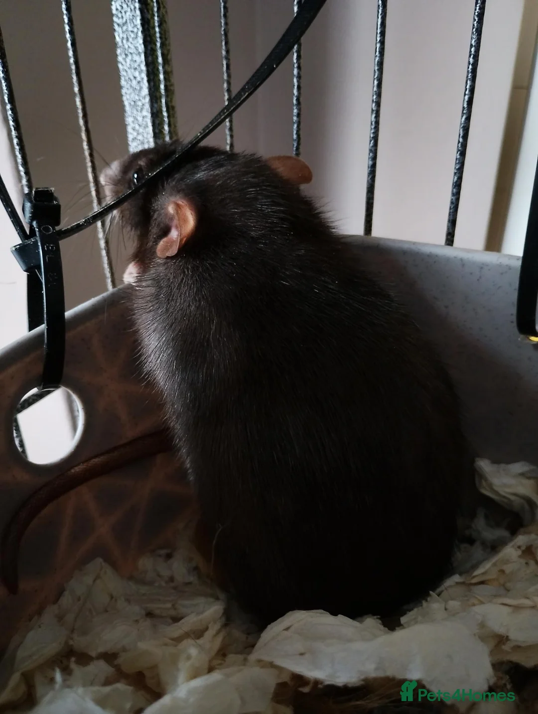 Rat rodents for sale: 2x Female rats - Advert 1