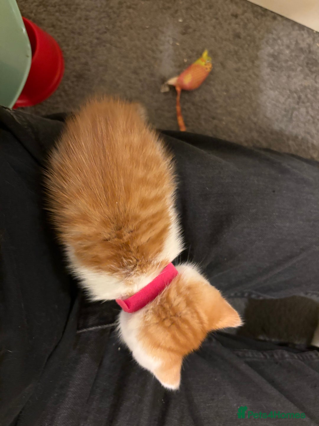 Domestic Shorthair cats for sale: Domestic Shorthairs - 6 Left - Advert 41