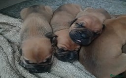 Mixed Breed dogs for sale: Bullmastiff X Puppies - Image 12