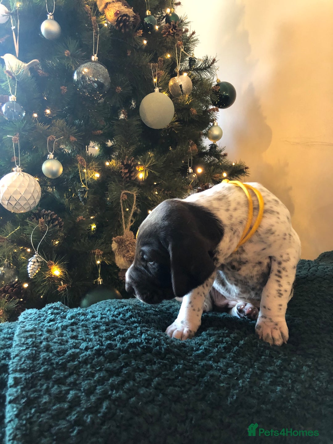 German Shorthaired Pointer dogs for sale: ALL RESERVED  - Advert 14