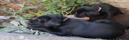 Labrador Retriever dogs for sale: 4 of 7 beautiful, healthy Labrador puppies  - Advert 5