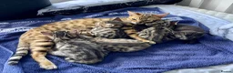 Bengal cats for sale: Beautiful Bengal Kittens for Sale, Pure Bengal Mum - Advert 19