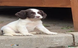 Sprocker dogs for sale: Beautiful sprocker pups  - Image 4