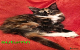 Maine Coon cats for sale: XL beautiful Maine coon gccf kittens for sale  - Advert 13