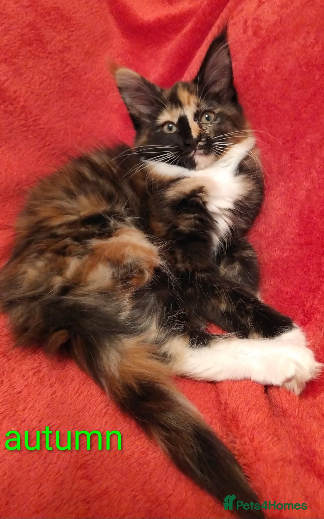 Maine Coon cats for sale: XL beautiful Maine coon gccf kittens for sale  - Advert 13