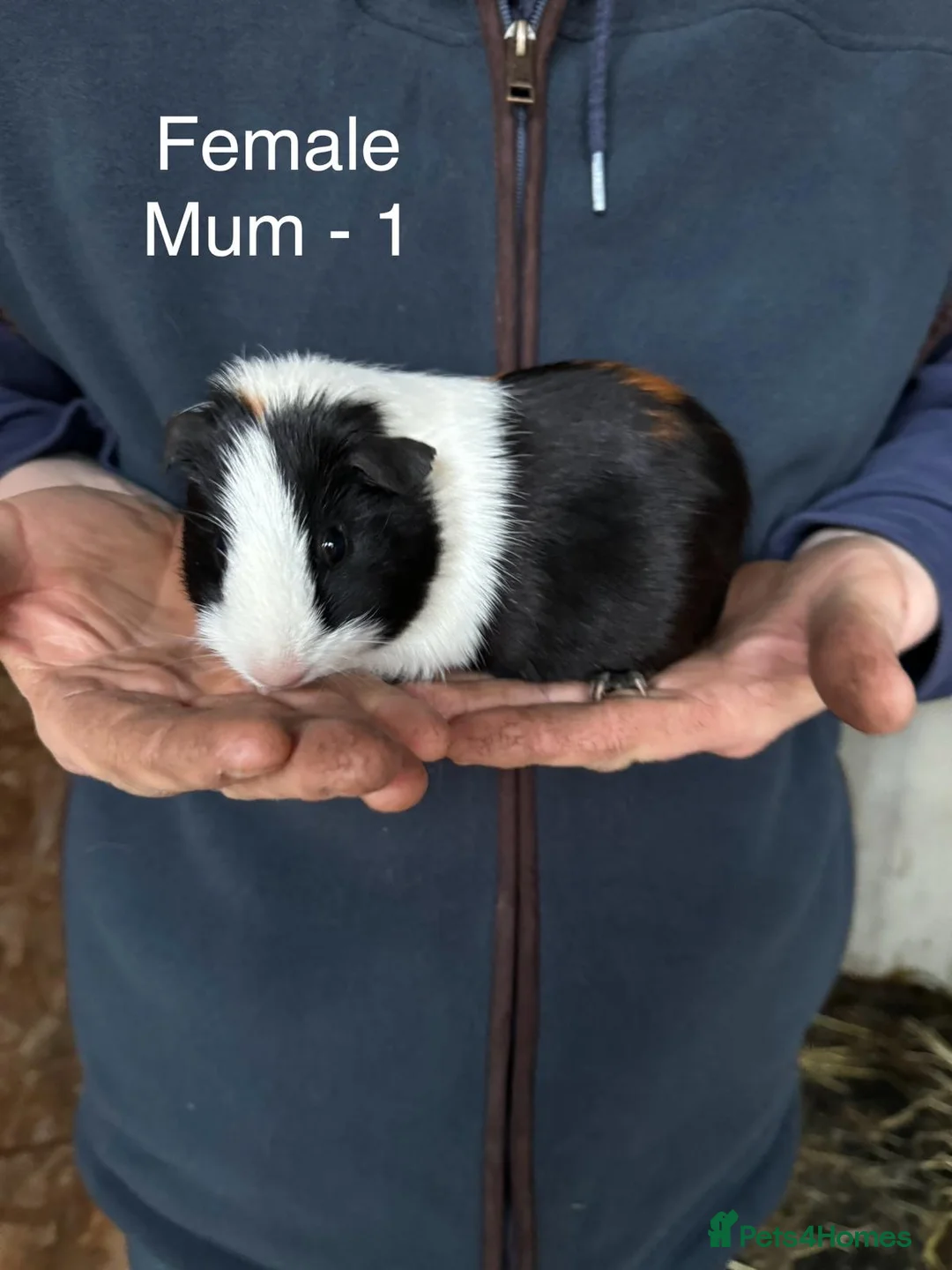 Guinea Pig rodents for sale: Mixed guinea pigs - Advert 14