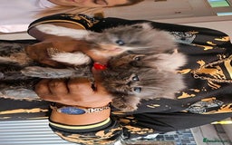 Persian cats for sale: Full pedigree Persian kittens available  - Image 5