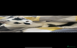 Domestic Shorthair cats for sale: Female and male cat - Image 2