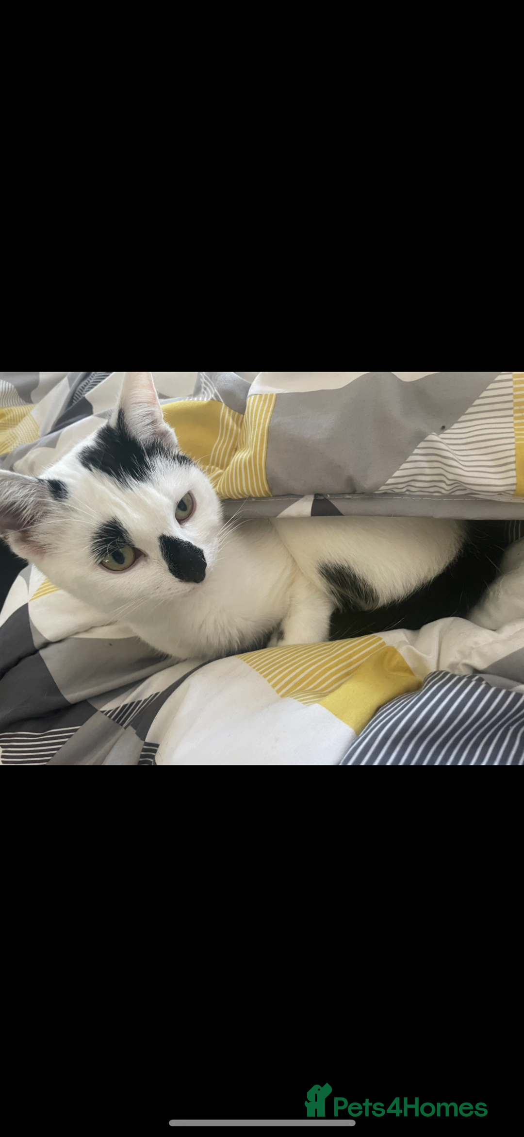Domestic Shorthair cats for sale: Female and male cat - Image 2