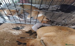 Mixed Breed dogs for sale: Chihuahua/lhaso apso pups long haired - Image 12