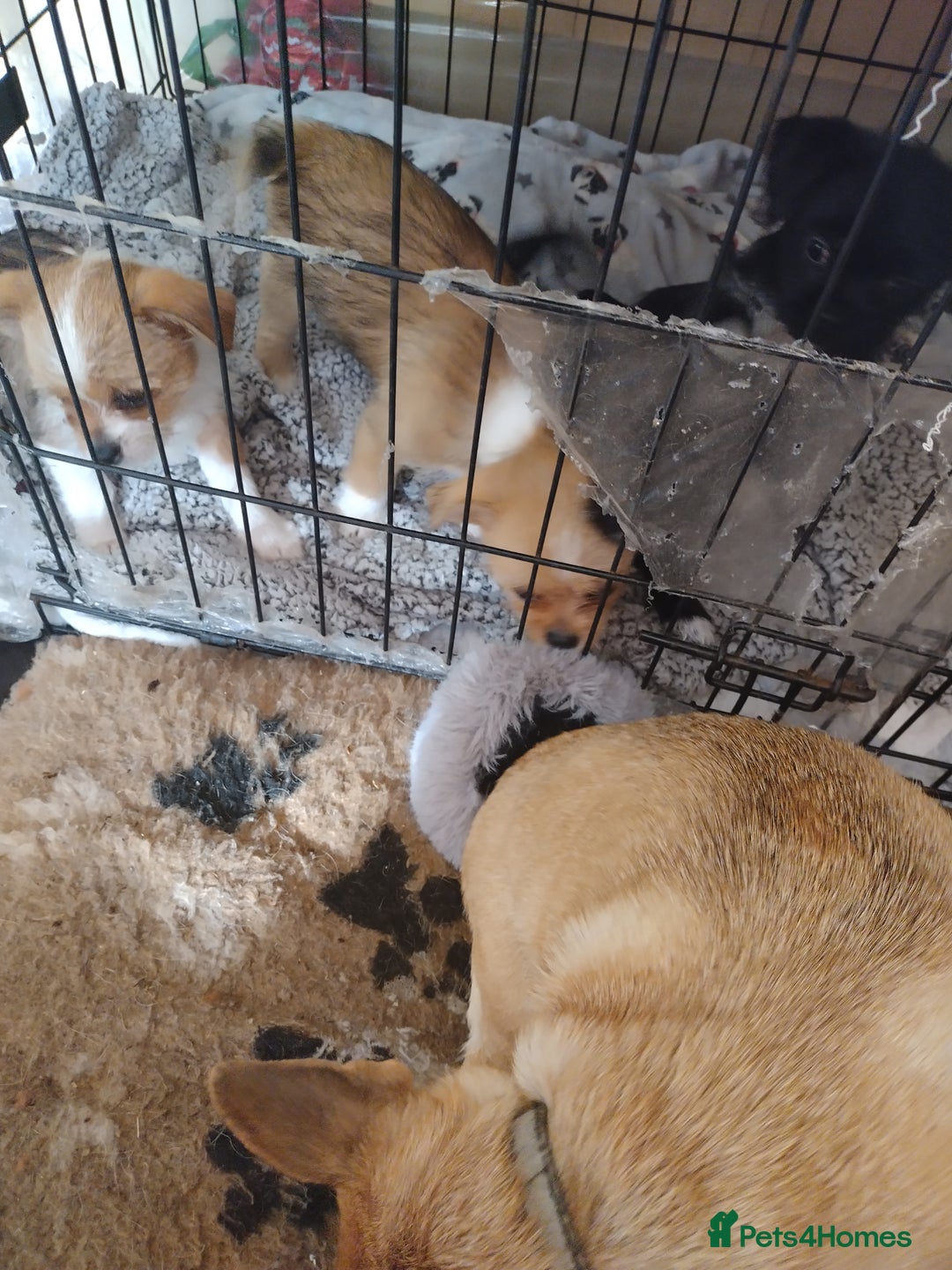 Mixed Breed dogs for sale: Chihuahua/lhaso apso pups long haired - Image 12