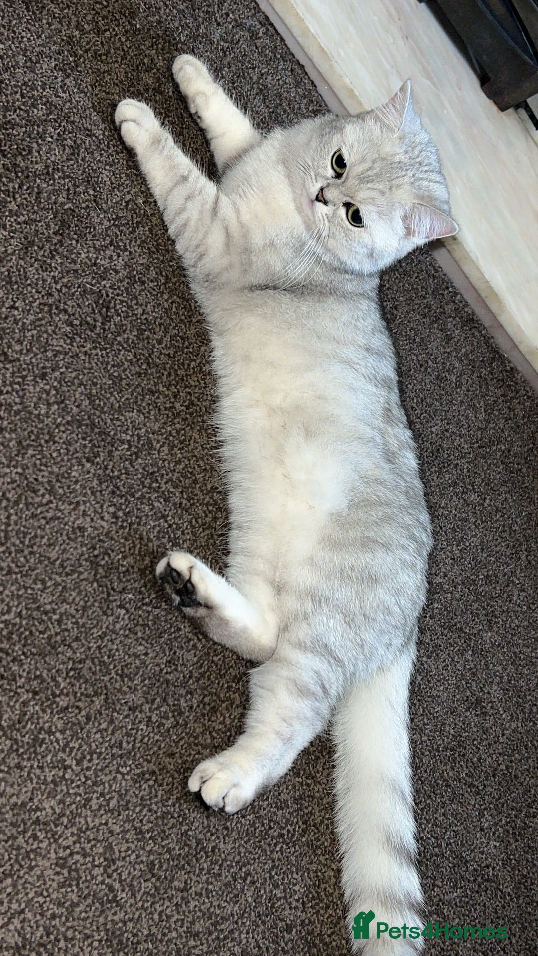 Mixed Breed cats for sale: Mixed breed  - Advert 4