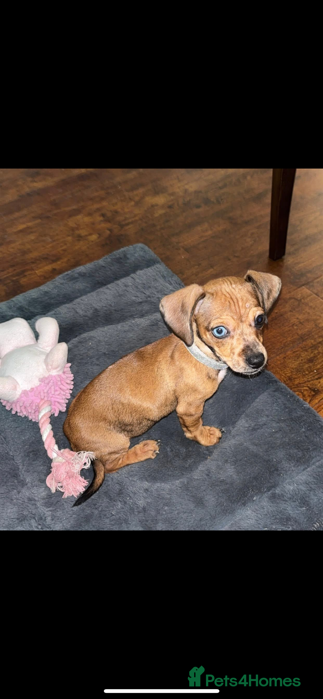 Mixed Breed dogs for sale: Chiweenie girl pup - Image 2
