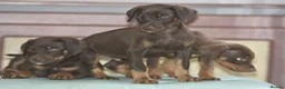 Mixed Breed dogs for sale: Unique hybrid dobermann puppies - Advert 5