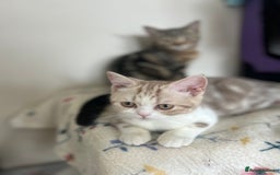 Scottish Fold cats for sale: Beautiful Scottish fold baby’s  in Reading - Image 39