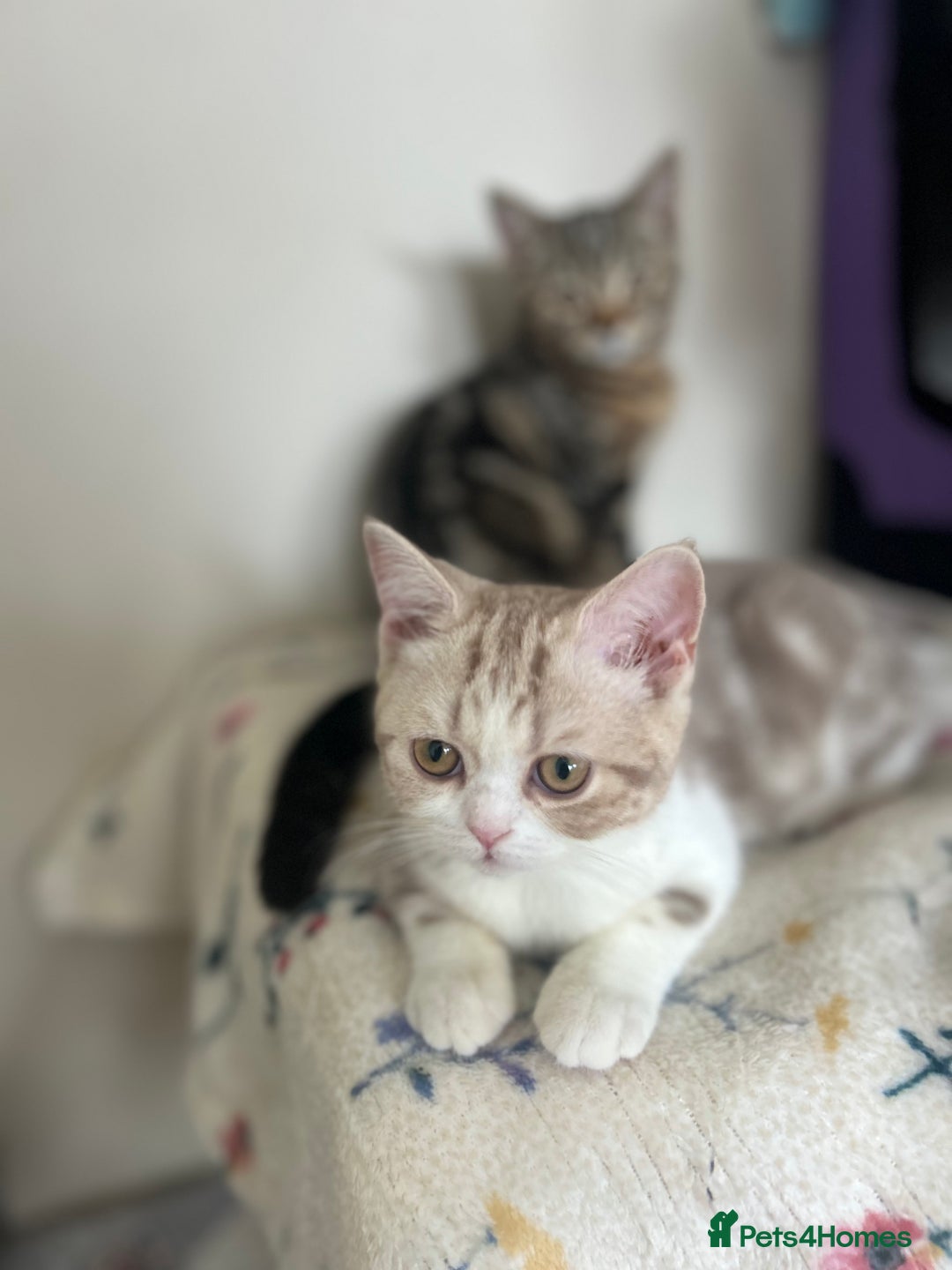 Scottish Fold cats for sale: Beautiful Scottish fold baby’s  in Reading - Image 39