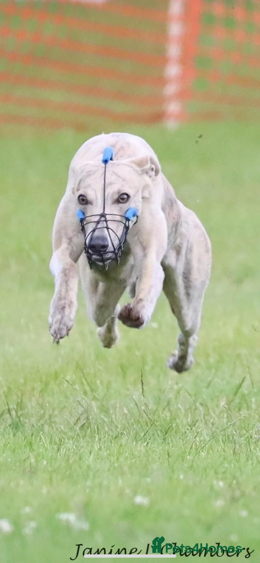 Whippet dogs for stud: KC Registered Blue Brindle for stud in Barnsley - Advert 14