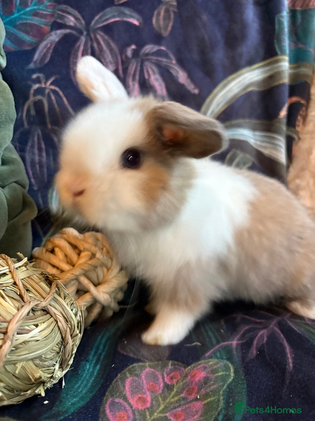 Dwarf Lop rabbits for sale: Super cute and cuddly dwarf lops (vaccinated) - Advert 2