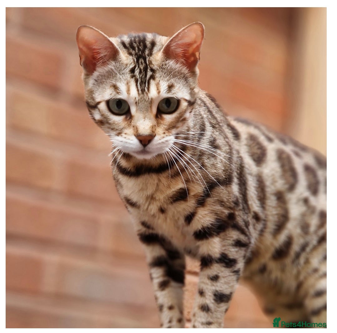Bengal cats for sale: CH Beautiful Retired Bengal Queen(TICA registered) - Image 2
