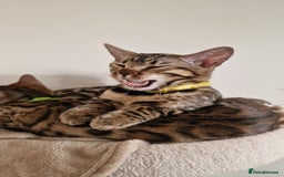 Bengal cats for sale: Two gorgeous Bengals girls  😻😻❤️ - Image 29