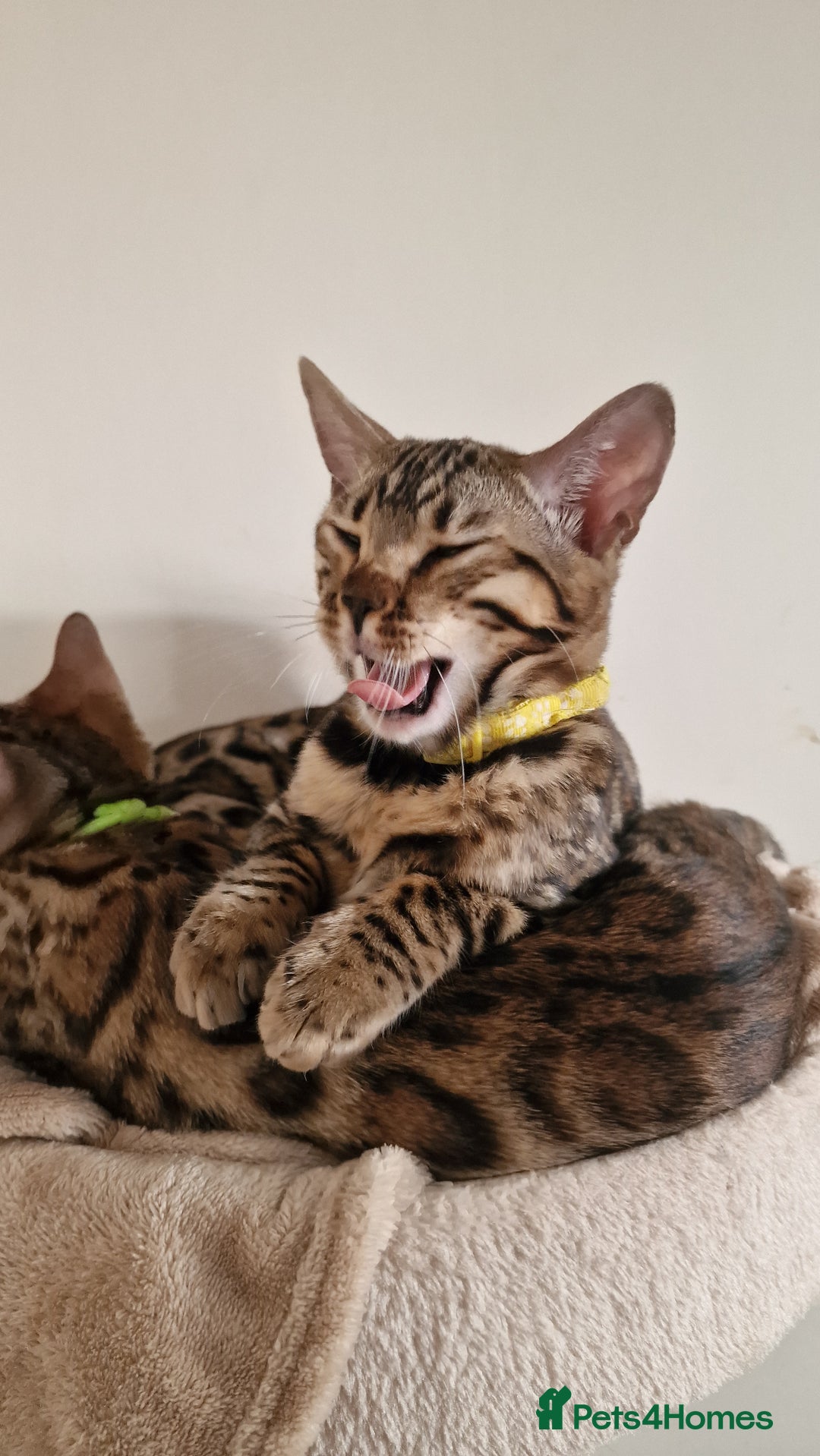 Bengal cats for sale: Two gorgeous Bengals girls  😻😻❤️ - Image 29