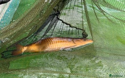 Koi Carp fish for sale: 5 large pond fish - Image 5