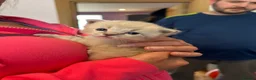 Ragdoll cats for sale: 2 Gorgeous Full Ragdoll Kittens in Falkirk - Advert 4