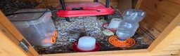 Mixed Breed birds for sale: Quails - Advert 3