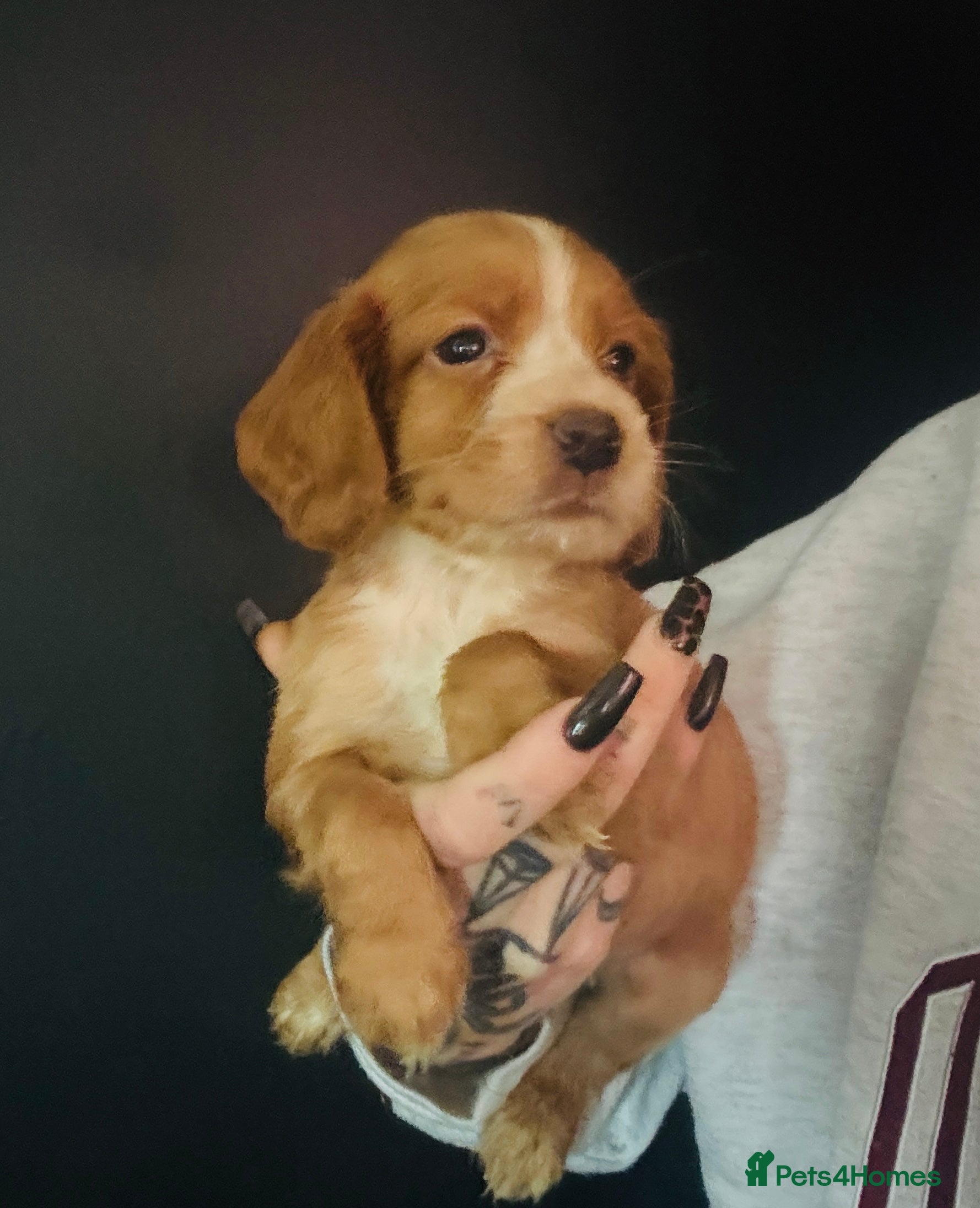 Cocker Spaniel dogs STILL 2 AVAILABLE KC cockers spaniel boys - Advert 10