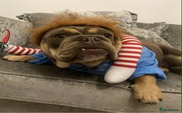 English Bulldog dogs for sale: Beautiful English bulldog - Image 5