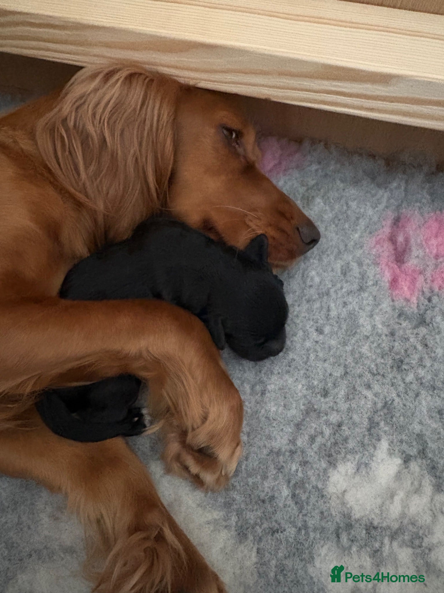 Cockapoo dogs Black girl Cockerpoo  - Advert 4