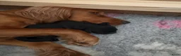 Cockapoo dogs for sale: Black girl Cockerpoo  - Advert 1