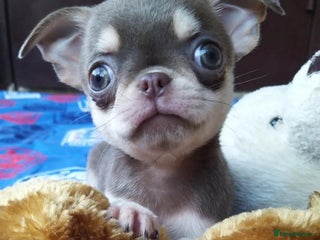 Chihuahua dogs - Advert 6