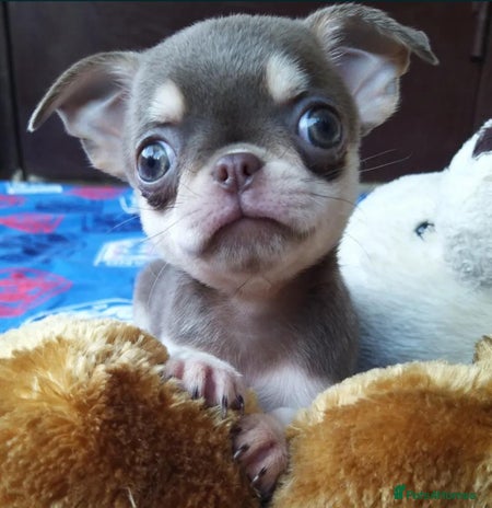 Chihuahua dogs - Advert 7