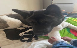 Mixed Breed dogs for sale: 3 lovely little girls  - Image 4