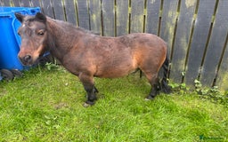 Shetland pony horses for sale: Two legends for sad sale  - Advert 4