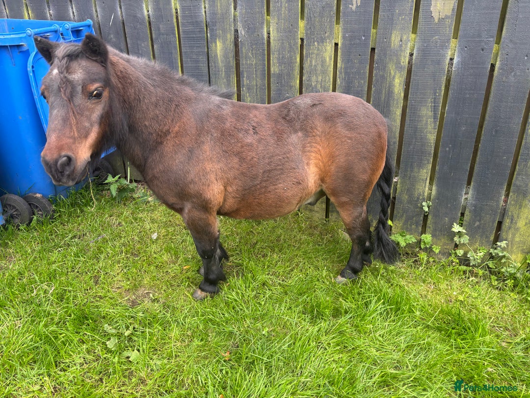 Shetland pony horses for sale: Two legends for sad sale  - Advert 4