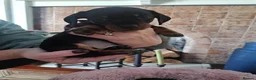 Miniature Dachshund dogs for sale: Minature Dachshund black and tan - Advert 4