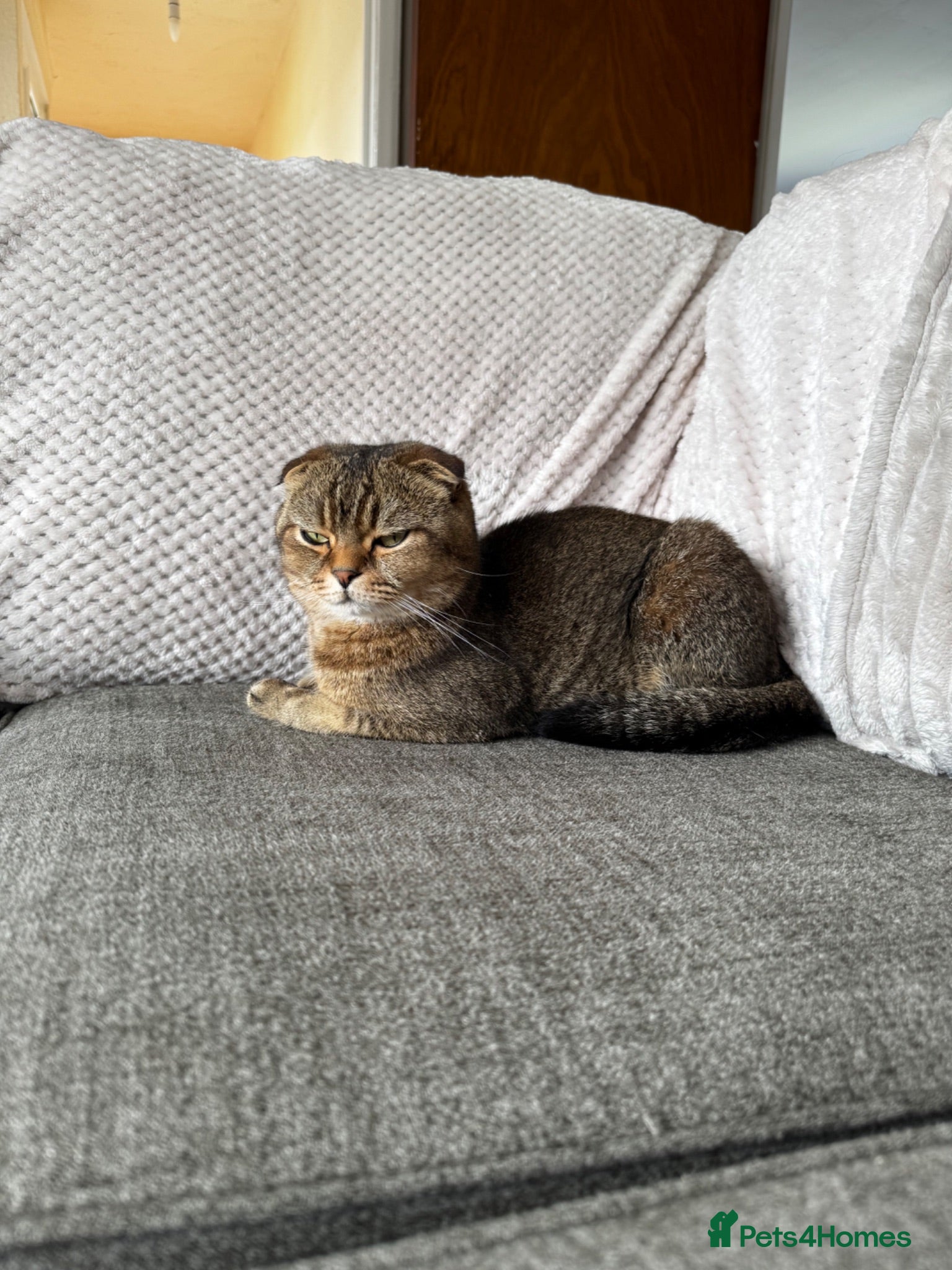 Scottish Fold cats Scottish fold x tabby  - Advert 2