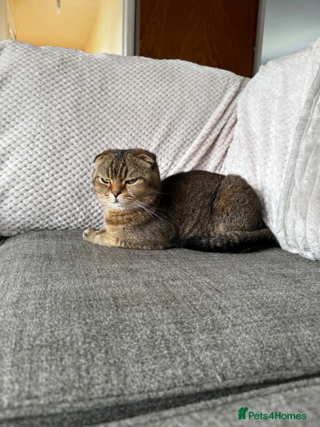 Scottish Fold cats for sale: Scottish fold x tabby  - Advert 1