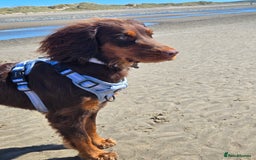 Cocker Spaniel dogs for stud: Working cocker spaniel - Image 1