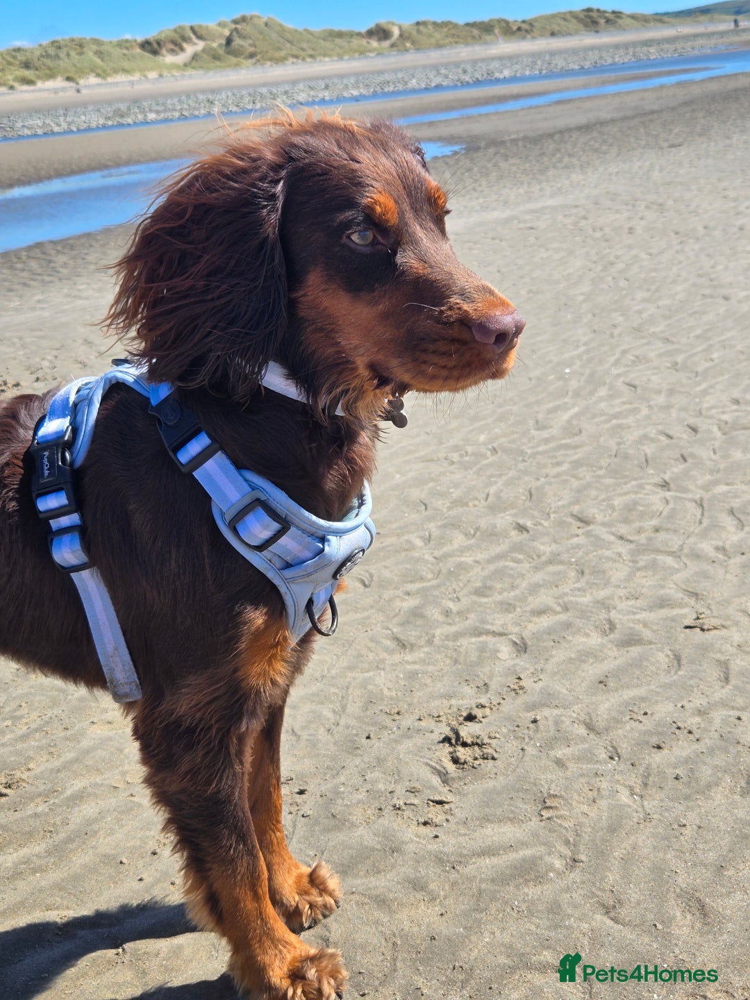 Cocker Spaniel dogs for stud: Working cocker spaniel - Image 1