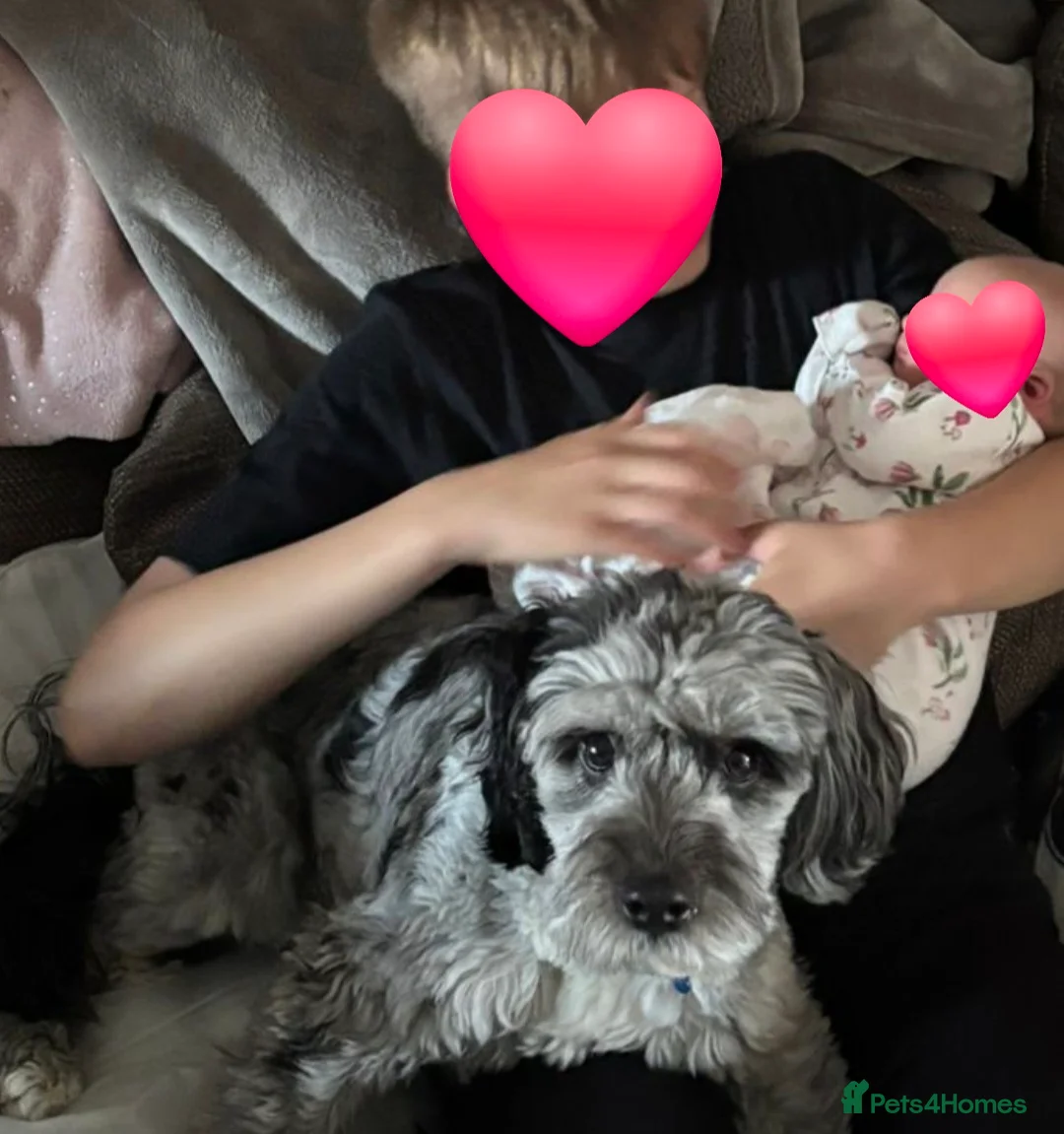 Cockapoo dogs for sale: Cockapoo - Rehoming of beloved family pet - Advert 4