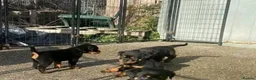 Rottweiler dogs for sale: Our gorgeous litter had 9 Rottweiler - Advert 6