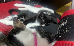Mixed Breed cats for sale: Friendly kittens  - Image 2