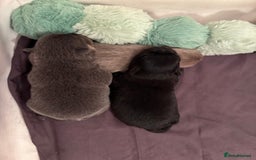 Pomchi dogs for sale: Primrose’s precious pomchi babies - Advert 17